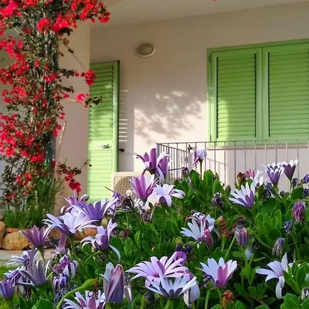 Bouganville Olbia